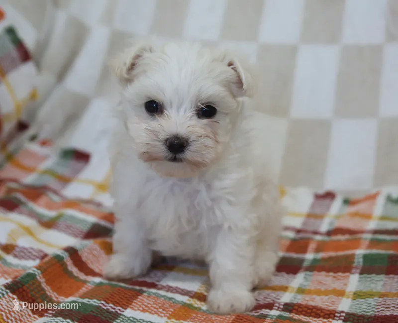 Cooper  – Maltipoo puppy for sale in Nappanee, IN