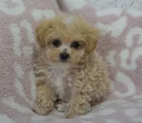 Anne , a female Maltipoo for sale in Nappanee, IN – 5 of 6