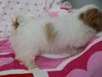 Jinx, a male Maltipoo for sale in Nappanee, IN – Photo 10 of 10