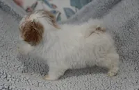 Jinx, a male Maltipoo for sale in Nappanee, IN – Photo 3 of 10