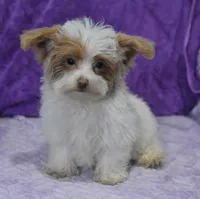 Jinx, a male Maltipoo for sale in Nappanee, IN – Photo 2 of 10