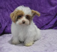 Jinx, a male Maltipoo for sale in Nappanee, IN – Photo 6 of 10