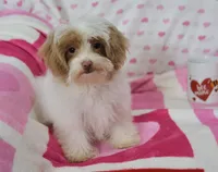 Jinx, a male Maltipoo for sale in Nappanee, IN – Photo 8 of 10