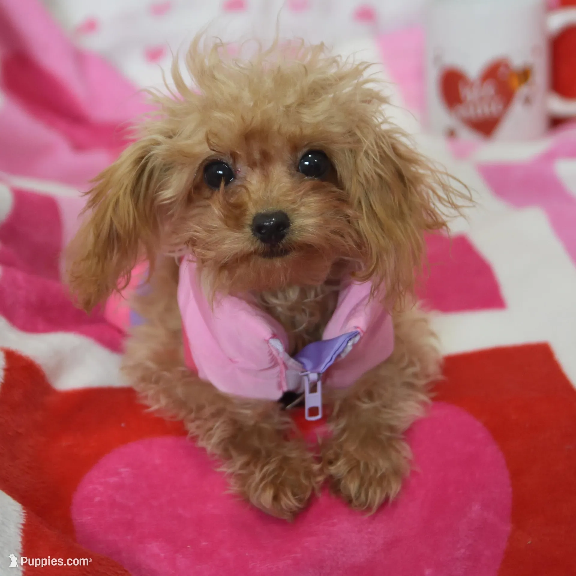 Gemma Tiny, a female Poodle - Toy  for sale in Nappanee, IN – Photo 6 of 7