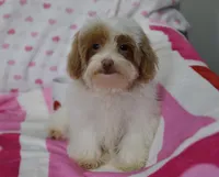 Jinx, a male Maltipoo for sale in Nappanee, IN – Photo 1 of 10