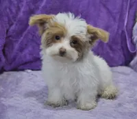 Jinx, a male Maltipoo for sale in Nappanee, IN – Photo 5 of 10