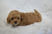 Billy Bob, a male Maltipoo for sale in Nappanee, IN – Photo 9 of 9