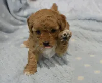 Billy Bob, a male Maltipoo for sale in Nappanee, IN – Photo 4 of 9