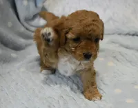 Billy Bob, a male Maltipoo for sale in Nappanee, IN – Photo 6 of 9