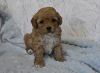 Billy Bob, a male Maltipoo for sale in Nappanee, IN – Photo 8 of 9