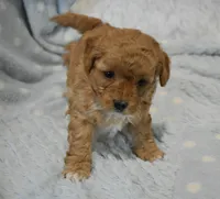 Billy Bob, a male Maltipoo for sale in Nappanee, IN – Photo 7 of 9