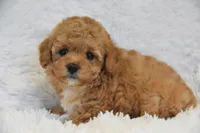 Billy Bob, a male Maltipoo for sale in Nappanee, IN – Photo 1 of 9