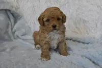 Billy Bob, a male Maltipoo for sale in Nappanee, IN – Photo 2 of 9