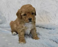 Billy Bob, a male Maltipoo for sale in Nappanee, IN – Photo 3 of 9