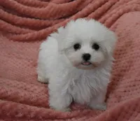 Aaron, a male Maltese for sale in Nappanee, IN – Photo 9 of 9