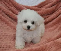 Aaron, a male Maltese for sale in Nappanee, IN – Photo 7 of 9