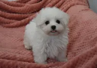 Aaron, a male Maltese for sale in Nappanee, IN – Photo 1 of 9