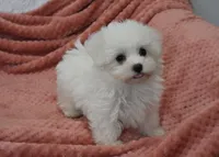 Aaron, a male Maltese for sale in Nappanee, IN – Photo 8 of 9