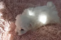 Aaron, a male Maltese for sale in Nappanee, IN – Photo 5 of 9