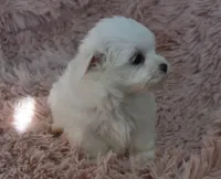 Aaron, a male Maltese for sale in Nappanee, IN – Photo 4 of 9