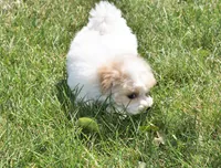 Sycamore, a male Maltipoo for sale in Nappanee, IN – 5 of 9