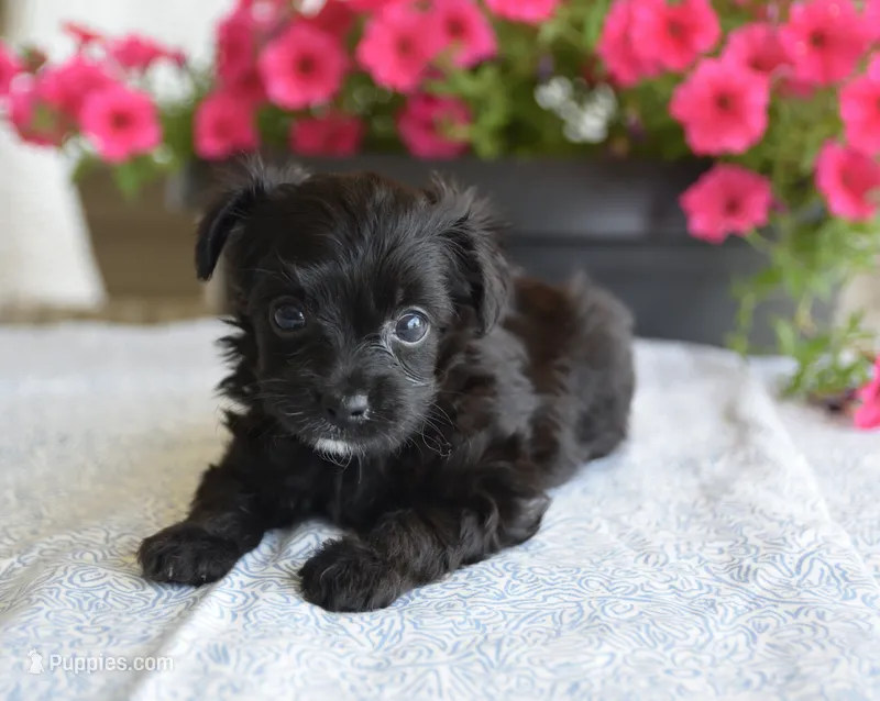 Jet T-cup – Maltipoo puppy for sale in Nappanee, IN