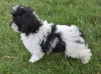 Alyssa , a female Maltipoo for sale in Nappanee, IN – 7 of 9