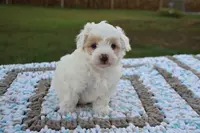 Lary, a male Maltipoo for sale in Nappanee, IN – Photo 2 of 4