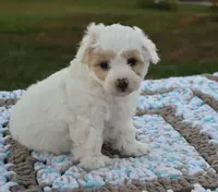 Lary, a male Maltipoo for sale in Nappanee, IN – Photo 3 of 4