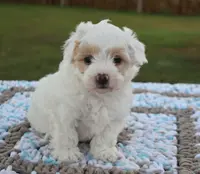Lary, a male Maltipoo for sale in Nappanee, IN – Photo 1 of 4