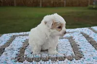 Lary, a male Maltipoo for sale in Nappanee, IN – Photo 4 of 4