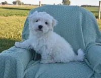 Thumper, a male Maltipoo for sale in Nappanee, IN – 6 of 8