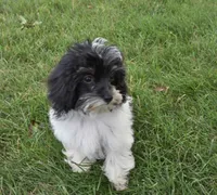 Alyssa , a female Maltipoo for sale in Nappanee, IN – 9 of 9