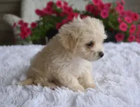 Jasper T-cup , a male Maltipoo for sale in Nappanee, IN – 4 of 10