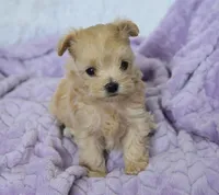 Maple T-cup, a female Maltipoo for sale in Nappanee, IN – 4 of 5