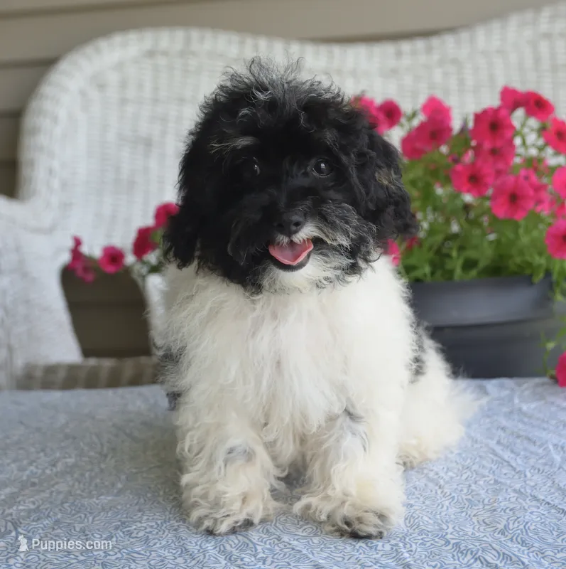 Alexis  – Maltipoo puppy for sale in Nappanee, IN