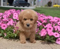 Lacey , a male Irish Doodle for sale in Nappanee, IN – 3 of 5