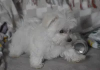 Cooper t-cup, a male Maltipoo for sale in Nappanee, IN – 5 of 6