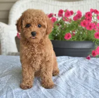 Paris , a female Maltipoo for sale in Nappanee, IN – 6 of 6
