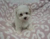 Abby , a female Maltipoo for sale in Nappanee, IN – 9 of 10