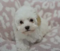 Abby , a female Maltipoo for sale in Nappanee, IN – 5 of 10
