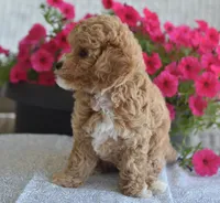 Bonnie , a female Maltipoo for sale in Nappanee, IN – 4 of 5