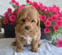 Boone , a female Maltipoo for sale in Nappanee, IN – 3 of 6