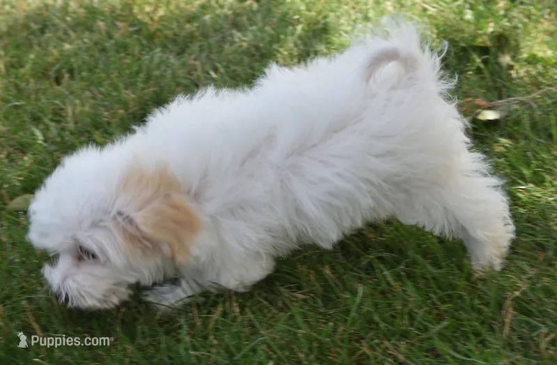 Abby  – Maltipoo puppy for sale in Nappanee, IN