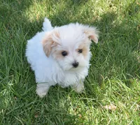 Oak , a male Maltipoo for sale in Nappanee, IN – 6 of 7