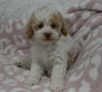 Milo , a male Poodle - Toy  for sale in Nappanee, IN – 2 of 3