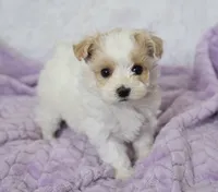 Oak , a male Maltipoo for sale in Nappanee, IN – 3 of 4