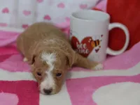 Jace, a male Maltipoo for sale in Nappanee, IN – Photo 5 of 5