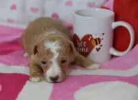 Jace, a male Maltipoo for sale in Nappanee, IN – Photo 4 of 5