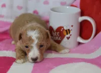 Jace, a male Maltipoo for sale in Nappanee, IN – Photo 2 of 5